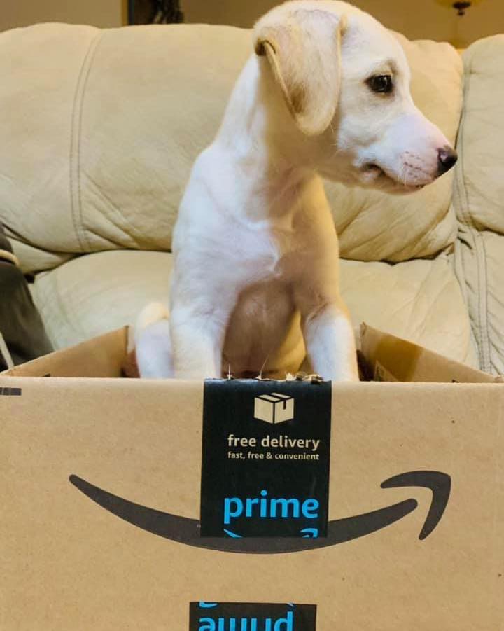 Foster dog in a loving home