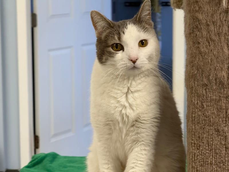Anita