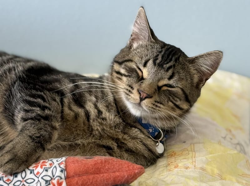 Kolten