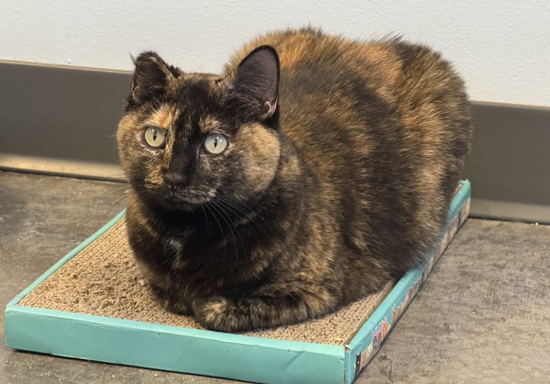 Penelope
