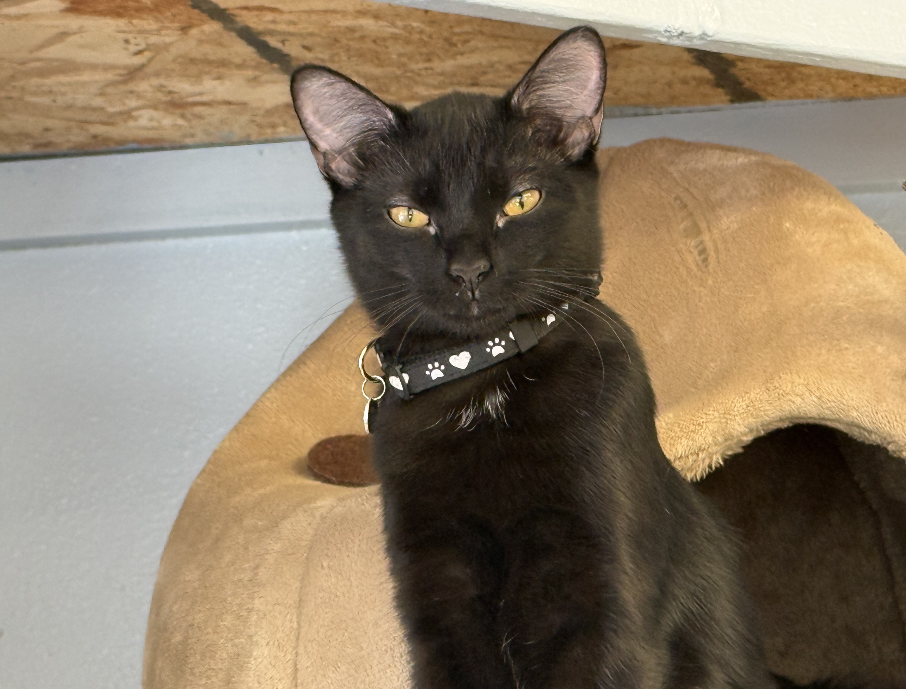 Zelda - Photo 1